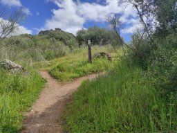 Flora del Cerro Masatrigo